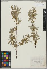 Foto von Salix alba L.